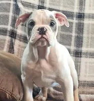 LILY, a female English Bulldog for sale in Minerva, OH – 1 of 7