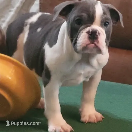 OPAL – English Bulldog puppy for sale in Minerva, OH