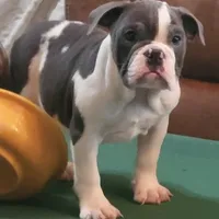 OPAL, a female English Bulldog for sale in Minerva, OH – 1 of 3