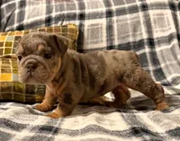 Cocoa, a female English Bulldog for sale in Minerva, OH – 7 of 7