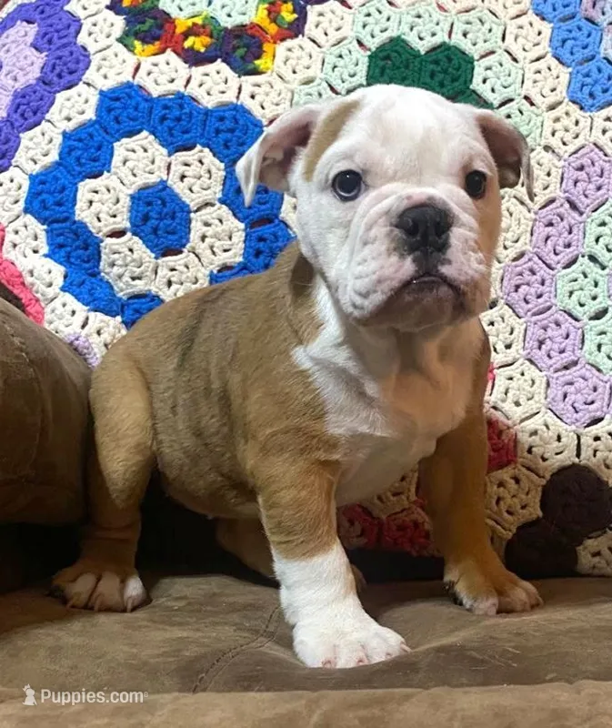 Nugget – English Bulldog puppy for sale in Minerva, OH