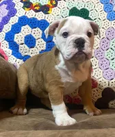 Nugget, a female English Bulldog for sale in Minerva, OH – 1 of 6