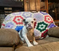 Big Al, a male English Bulldog for sale in Minerva, OH – 5 of 7