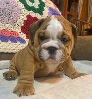 BRADLY, a male English Bulldog for sale in Minerva, OH – 3 of 7