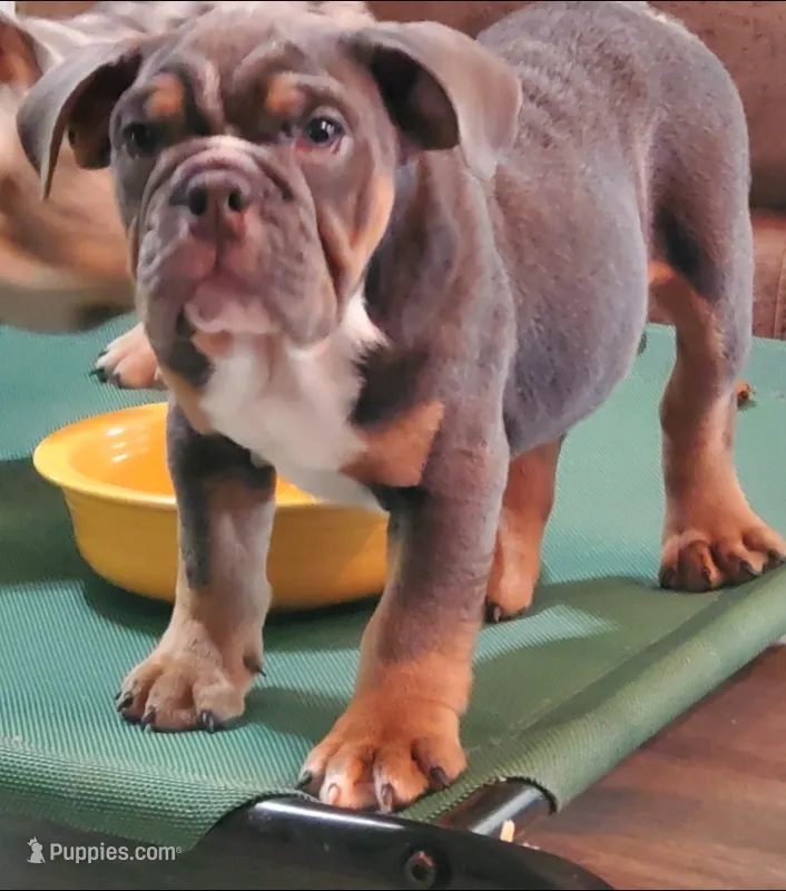 Gunner  – English Bulldog puppy for sale in Minerva, OH