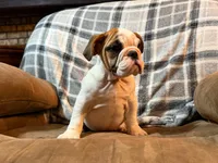 Caroline WOW, a female English Bulldog for sale in Minerva, OH – 3 of 10