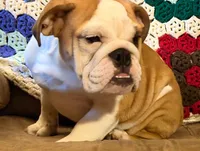 Sweet Sally see video!, a female English Bulldog for sale in Minerva, OH – 2 of 9