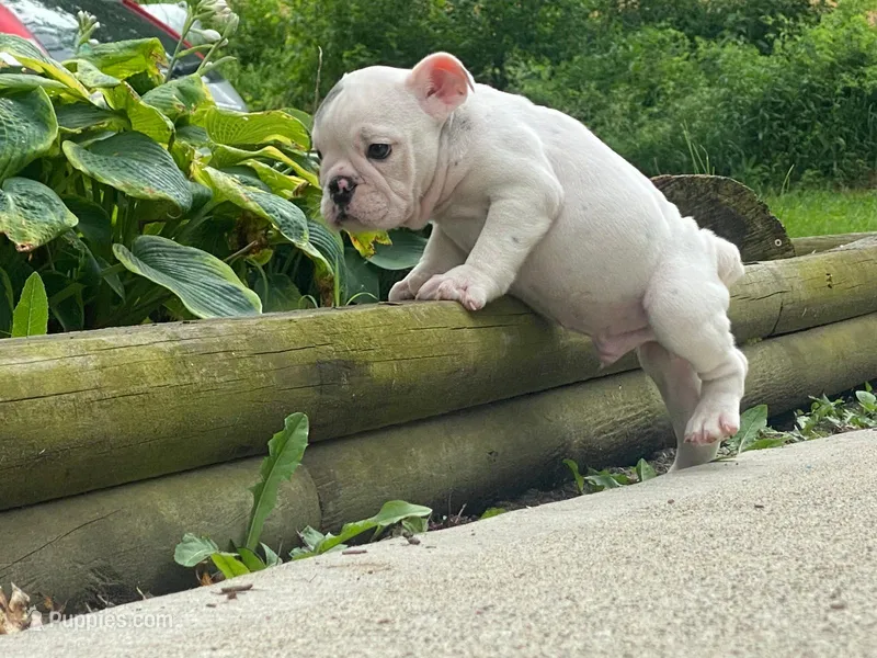 Sarge – English Bulldog puppy for sale in Minerva, OH