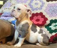 Big Al, a male English Bulldog for sale in Minerva, OH – 6 of 7