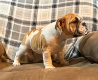 Carlos, a male English Bulldog for sale in Minerva, OH – 3 of 9