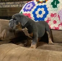 Wow blue tri , a male English Bulldog for sale in Minerva, OH – 4 of 6