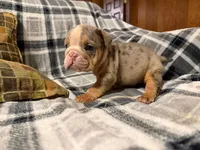 Desi, a female English Bulldog for sale in Minerva, OH – 5 of 10
