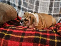 Clyde, a male English Bulldog for sale in Minerva, OH – 6 of 7