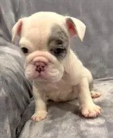 Wow! , a female English Bulldog for sale in Minerva, OH – 3 of 4