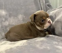 Gorgeous , a female English Bulldog for sale in Minerva, OH – 4 of 4
