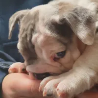 Wow Isabel, a female English Bulldog for sale in Minerva, OH – Photo 2 of 8