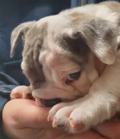 processed/c89a461f-9cf2-41b4-8a1a-70f40246d27d/listing/bd17e184-6168-4c3d-a508-74f34846121e/21de26ea-cca6-457e-836f-be35a7aeb139