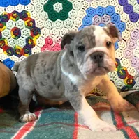 Wow Isabel, a female English Bulldog for sale in Minerva, OH – Photo 6 of 8