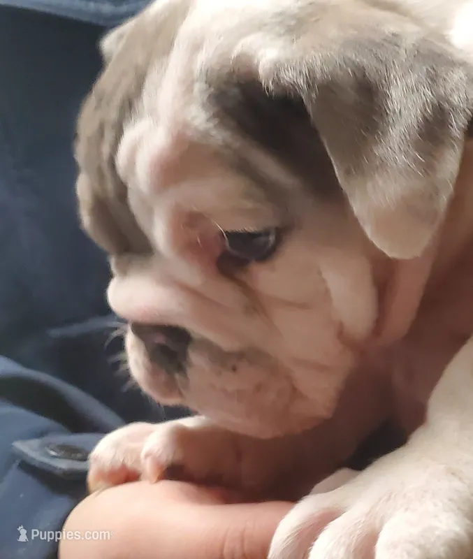 Wow Isabel – English Bulldog puppy for sale in Minerva, OH
