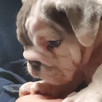 Wow Isabel, a female English Bulldog for sale in Minerva, OH – Photo 3 of 8