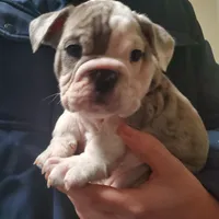 Wow Isabel, a female English Bulldog for sale in Minerva, OH – Photo 1 of 8