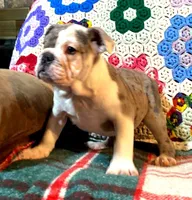 Wow Isabel, a female English Bulldog for sale in Minerva, OH – Photo 5 of 8