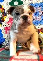 Wow Isabel, a female English Bulldog for sale in Minerva, OH – Photo 4 of 8