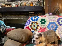 Wow Isabel, a female English Bulldog for sale in Minerva, OH – Photo 8 of 8