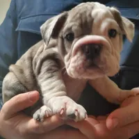 Wow Isabel, a female English Bulldog for sale in Minerva, OH – Photo 7 of 8