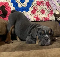 Wow blue tri , a male English Bulldog for sale in Minerva, OH – 2 of 6