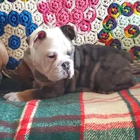 Blue tri merle, a female English Bulldog for sale in Minerva, OH – Photo 7 of 7