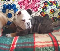 Blue tri merle, a female English Bulldog for sale in Minerva, OH – Photo 7 of 7