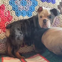 Blue tri merle, a female English Bulldog for sale in Minerva, OH – Photo 2 of 7