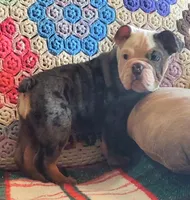 Blue tri merle, a female English Bulldog for sale in Minerva, OH – Photo 2 of 7