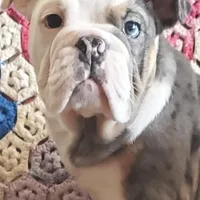 Blue tri merle, a female English Bulldog for sale in Minerva, OH – Photo 3 of 7