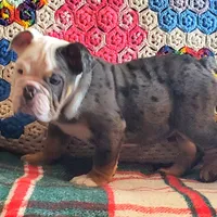 Blue tri merle, a female English Bulldog for sale in Minerva, OH – Photo 6 of 7