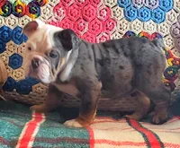 Blue tri merle, a female English Bulldog for sale in Minerva, OH – Photo 6 of 7
