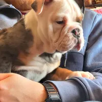 Blue tri merle, a female English Bulldog for sale in Minerva, OH – Photo 5 of 7