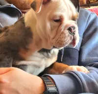 Blue tri merle, a female English Bulldog for sale in Minerva, OH – Photo 5 of 7