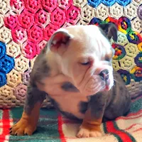 Blue tri merle, a female English Bulldog for sale in Minerva, OH – Photo 4 of 7