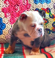Blue tri merle, a female English Bulldog for sale in Minerva, OH – Photo 4 of 7