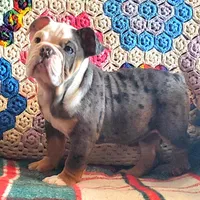 Blue tri merle, a female English Bulldog for sale in Minerva, OH – Photo 1 of 7