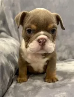 Gorgeous , a female English Bulldog for sale in Minerva, OH – 3 of 4