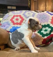 Big Al, a male English Bulldog for sale in Minerva, OH – 7 of 7