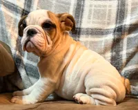 Caroline WOW, a female English Bulldog for sale in Minerva, OH – 9 of 10