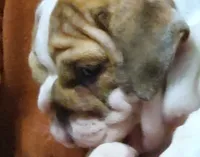 Delilah, a female English Bulldog for sale in Minerva, OH – 4 of 7
