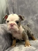 Amazing, a female English Bulldog for sale in Minerva, OH – 2 of 4