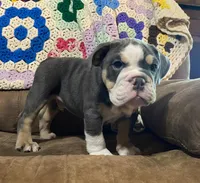 REBEL, a male English Bulldog for sale in Minerva, OH – 2 of 10