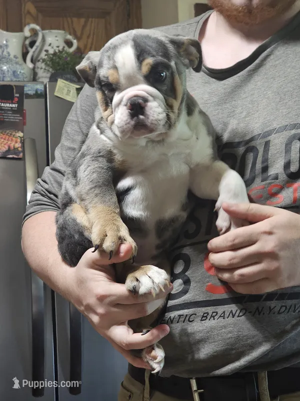 Princess – English Bulldog puppy for sale in Minerva, OH
