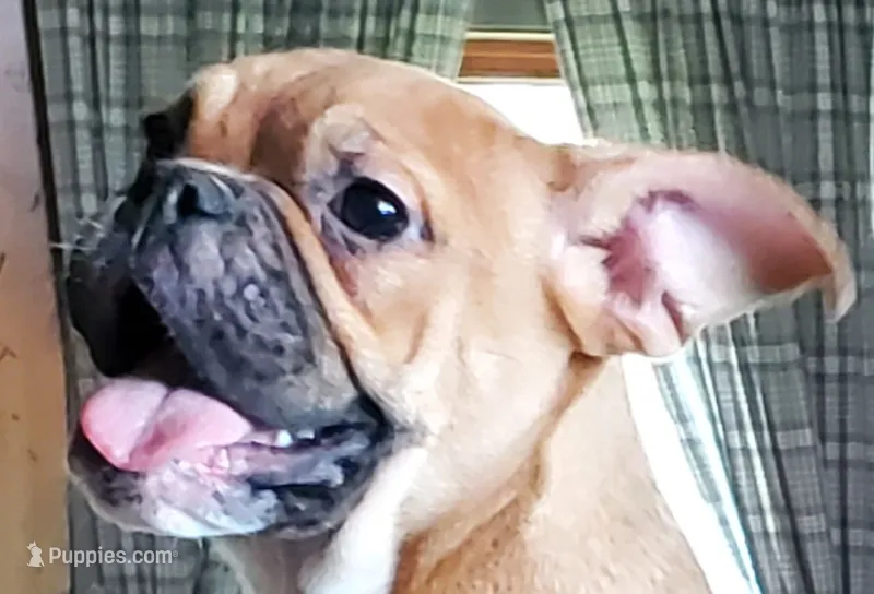 Butterscotch – English Bulldog, French Bulldog puppy for sale in Minerva, OH